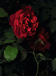 Бальзам для тела "Роза" (Rosen Körperbalsam) 30 мл